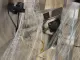 Shibuya Hoppmann EP08/25 SS Conveyor Elevating Feeder 